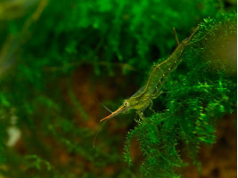 Креветка Піноккіо або креветка-носоріг