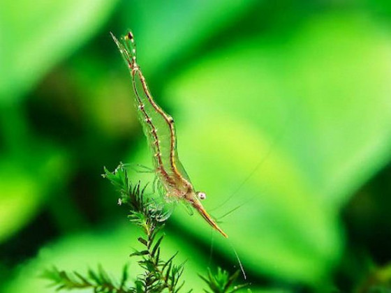 Креветка Піноккіо або креветка-носоріг