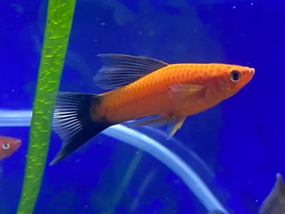 Меченосець метелик прапоровий