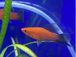 Меченосець метелик прапоровий