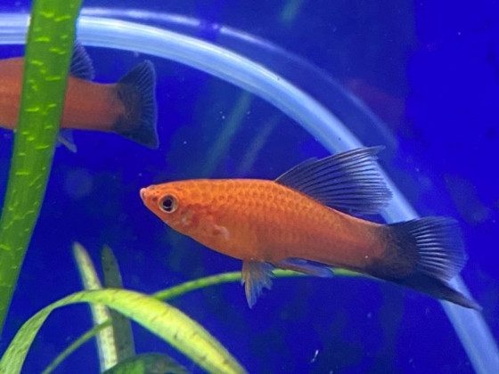 Меченосець метелик прапоровий