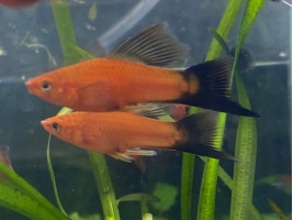 Меченосець метелик прапоровий