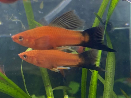 Меченосець метелик прапоровий