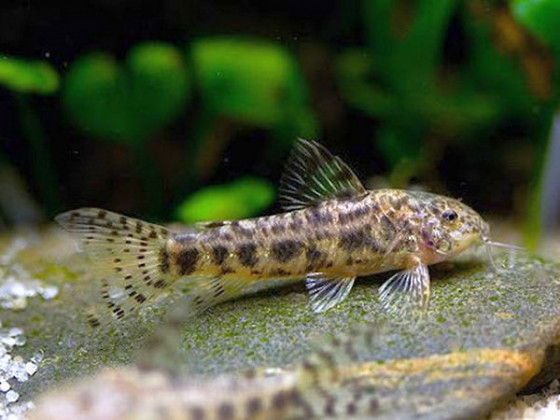 Коридорас Аспидорас