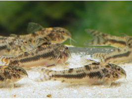 Коридорас Аспидорас