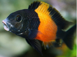 Трофеус Бемба цихлида