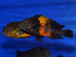 Трофеус Бемба цихлида