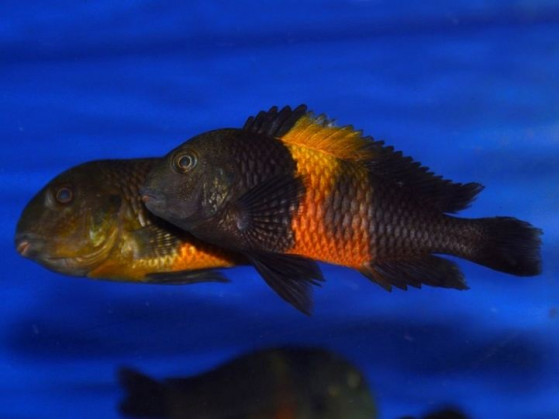 Трофеус Бемба цихлида