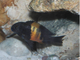 Трофеус Бемба цихлида