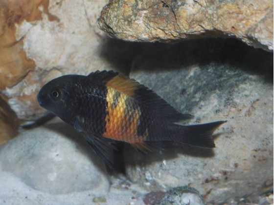 Трофеус Бемба цихлида