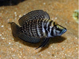 Альтолампрологус кальвус блек цихлида