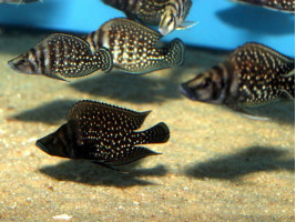 Альтолампрологус кальвус блек цихлида о.Танганика