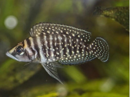 Альтолампрологус кальвус блек цихлида о.Танганика