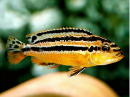 Меланохромис Чипока