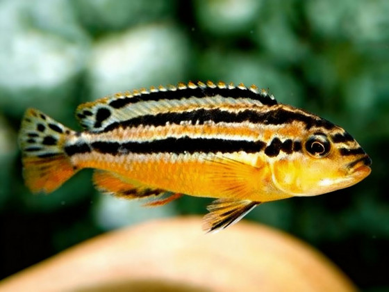 Меланохромис Чипока цихлида