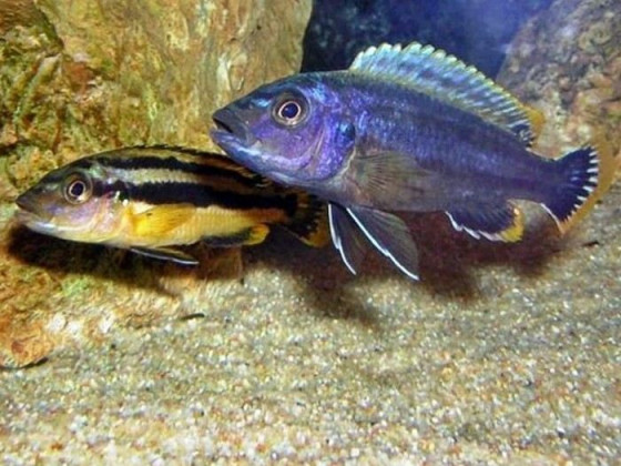 Меланохромис Чипока цихлида