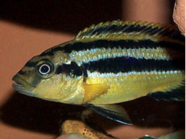 Меланохромис Чипока цихлида