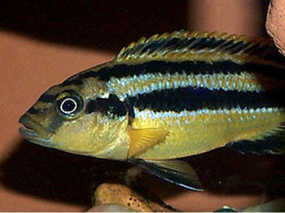 Меланохромис Чипока цихлида