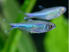 Тетра голубая