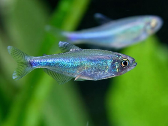 Тетра голубая или боелка