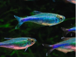 Тетра голубая или боелка