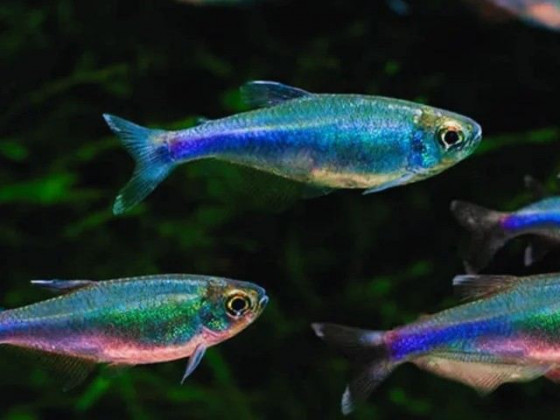 Тетра голубая или боелка