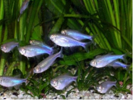 Тетра голубая или боелка