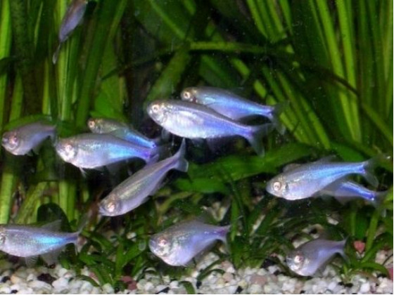 Тетра голубая или боелка