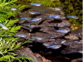 Тетра голубая или боелка