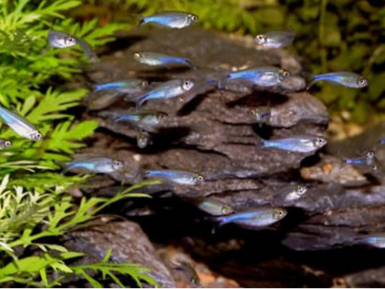 Тетра голубая или боелка