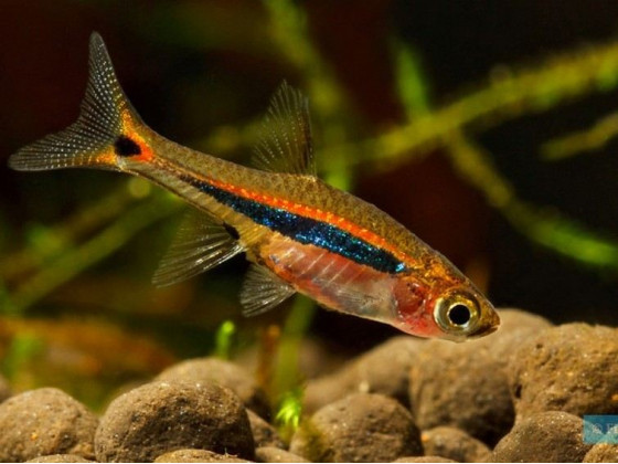 Расбора светлячек (лат. Boraras urophthalmoides, least rasbora)