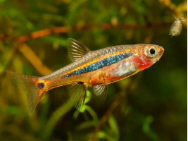Расбора светлячек (лат. Boraras urophthalmoides, least rasbora)
