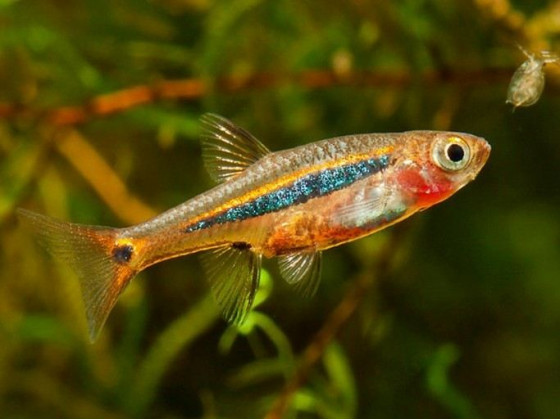 Расбора светлячек (лат. Boraras urophthalmoides, least rasbora)