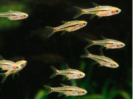 Расбора светлячек (лат. Boraras urophthalmoides, least rasbora)