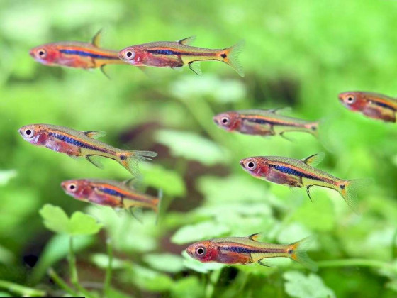 Расбора светлячек (лат. Boraras urophthalmoides, least rasbora)