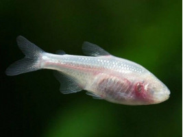 Слепая Тетра