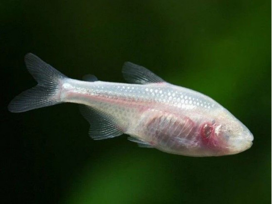 Слепая Тетра (англ. Blind Cave Tetra, лат. Astyanax mexicanus)