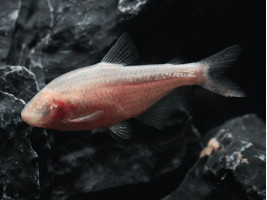 Слепая Тетра (англ. Blind Cave Tetra, лат. Astyanax mexicanus)