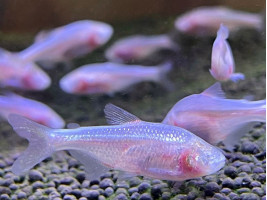 Слепая Тетра (англ. Blind Cave Tetra, лат. Astyanax mexicanus)
