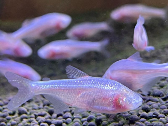 Слепая Тетра (англ. Blind Cave Tetra, лат. Astyanax mexicanus)