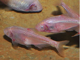 Слепая Тетра (англ. Blind Cave Tetra, лат. Astyanax mexicanus)