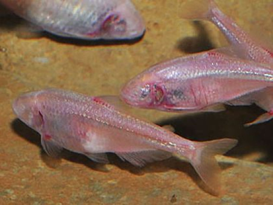 Слепая Тетра (англ. Blind Cave Tetra, лат. Astyanax mexicanus)