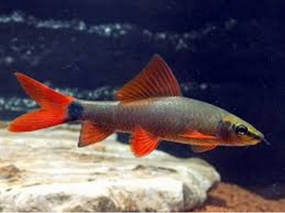Лабео зеленый (лат. Epalzeorhynchos frenatum, англ. Rainbow Shark / Red-fin Shark)