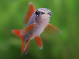 Лабео зеленый (лат. Epalzeorhynchos frenatum, англ. Rainbow Shark / Red-fin Shark)