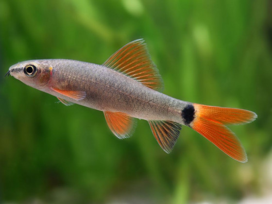 Лабео зеленый (лат. Epalzeorhynchos frenatum, англ. Rainbow Shark / Red-fin Shark)