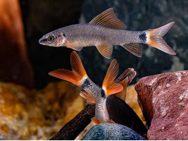 Лабео зеленый (лат. Epalzeorhynchos frenatum, англ. Rainbow Shark / Red-fin Shark)