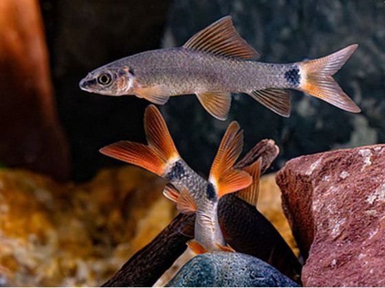 Лабео зеленый (лат. Epalzeorhynchos frenatum, англ. Rainbow Shark / Red-fin Shark)