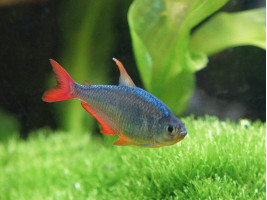 Тетра колумбийская