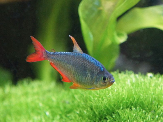 Тетра колумбийская (Hyphessobrycon columbianus)