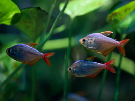 Тетра колумбийская (Hyphessobrycon columbianus)
